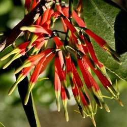 Red mistletoe flower